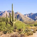 Sabino Canyon