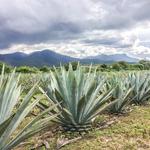 Deanna and Dan's Favorite Mezcal Tour