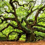 Angel Oak Tree