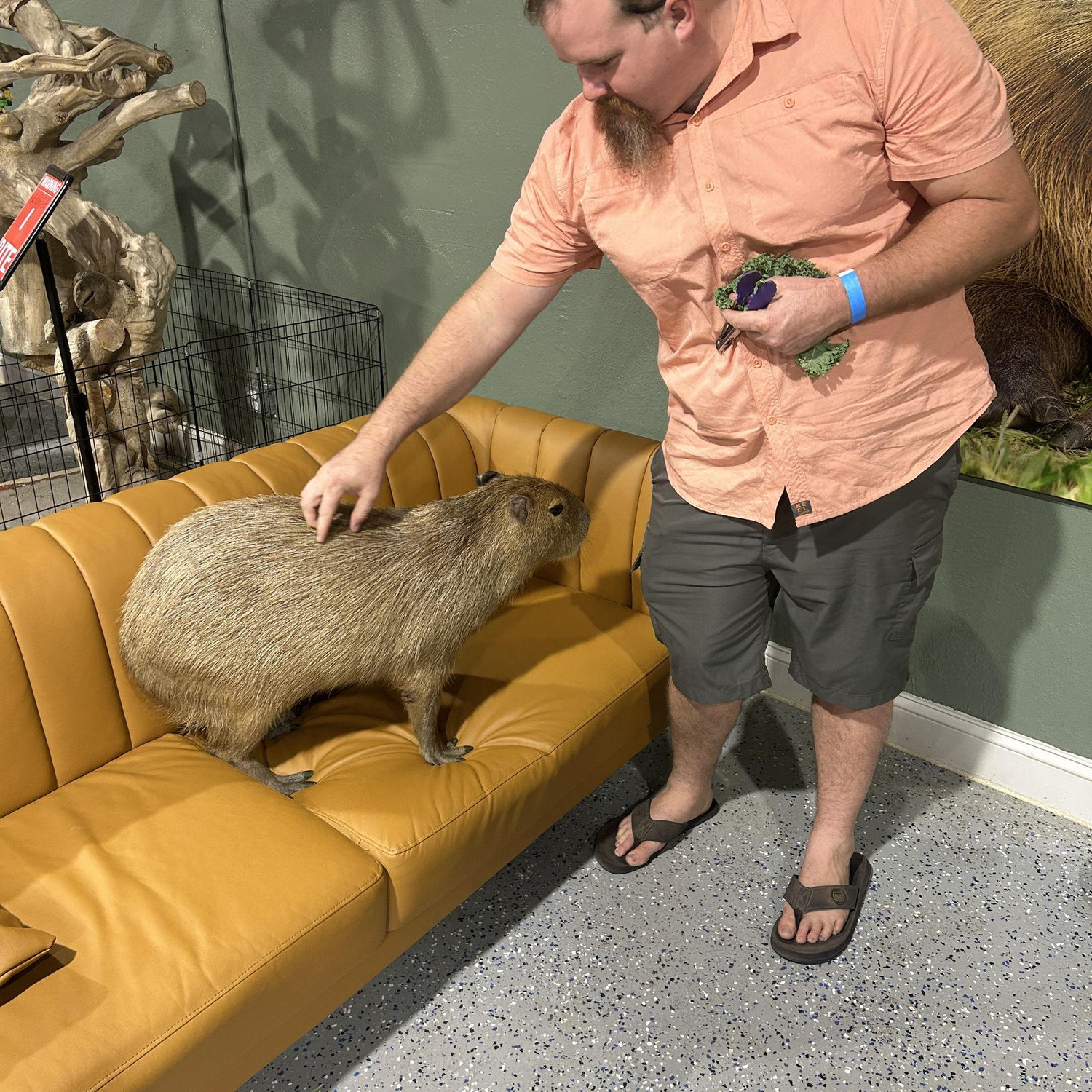 Feeding capybaras!!!