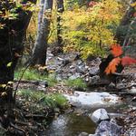 Ramsey Canyon Preserve-Nature Conservancy