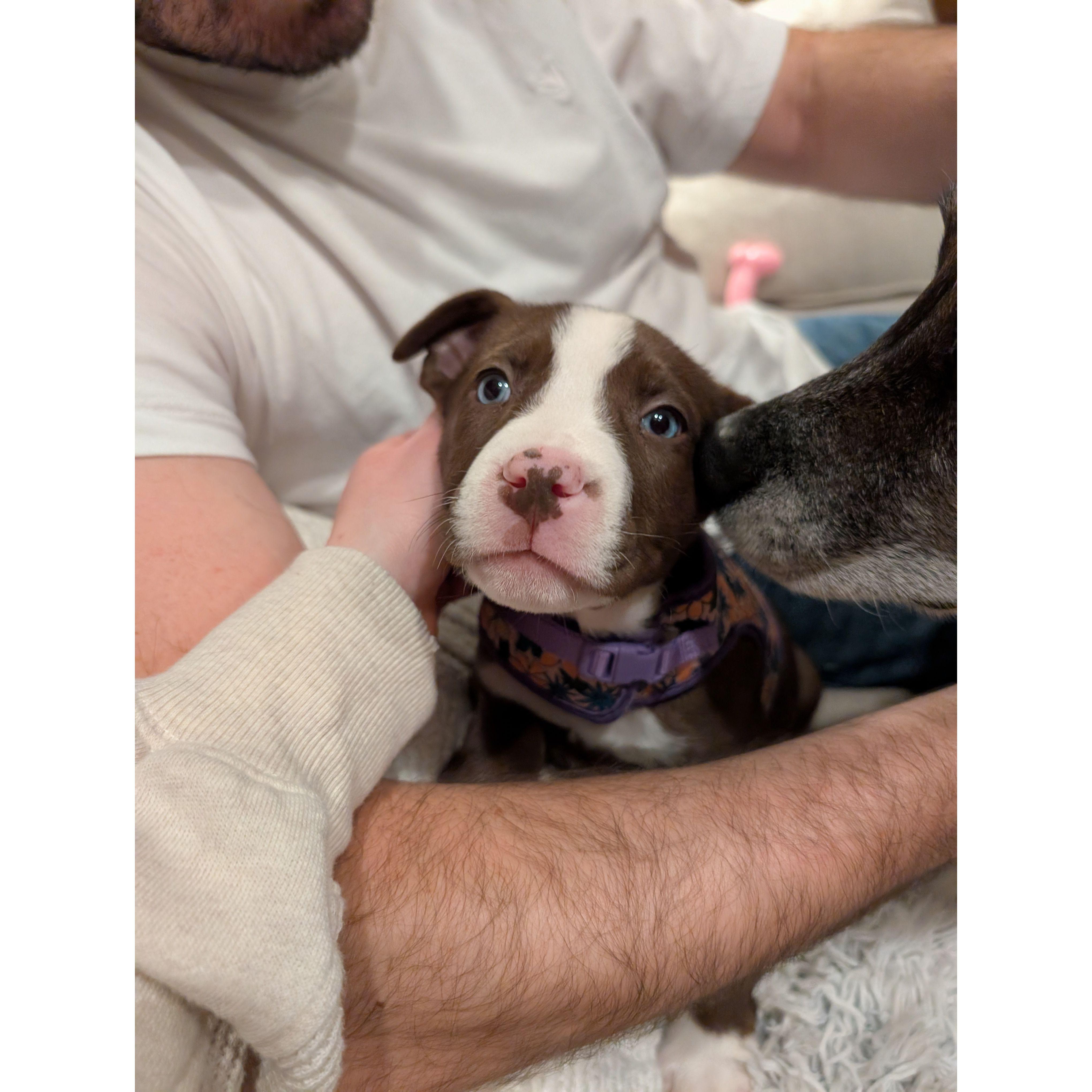 Our newest addition - Cooper's little sister, Daphne!
