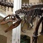 Fernbank Museum | 3D Theater | Forest