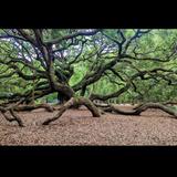 Angel Oak Tree