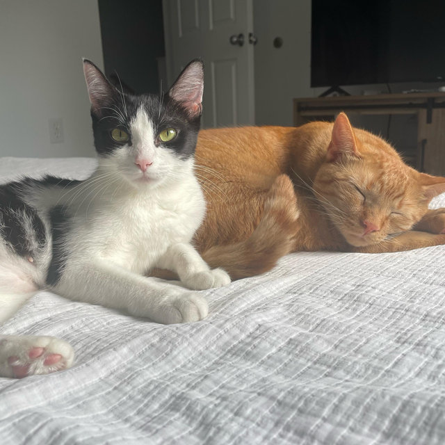 PetSmart Gift Card (Email Delivery)