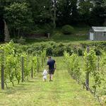 Cape Cod Winery