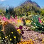 Desert Botanical Garden