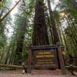 Armstrong Redwoods State Natural Reserve