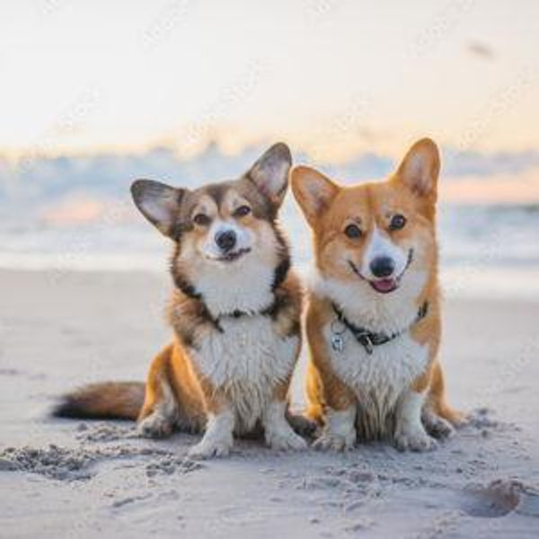 Corgi Companion
