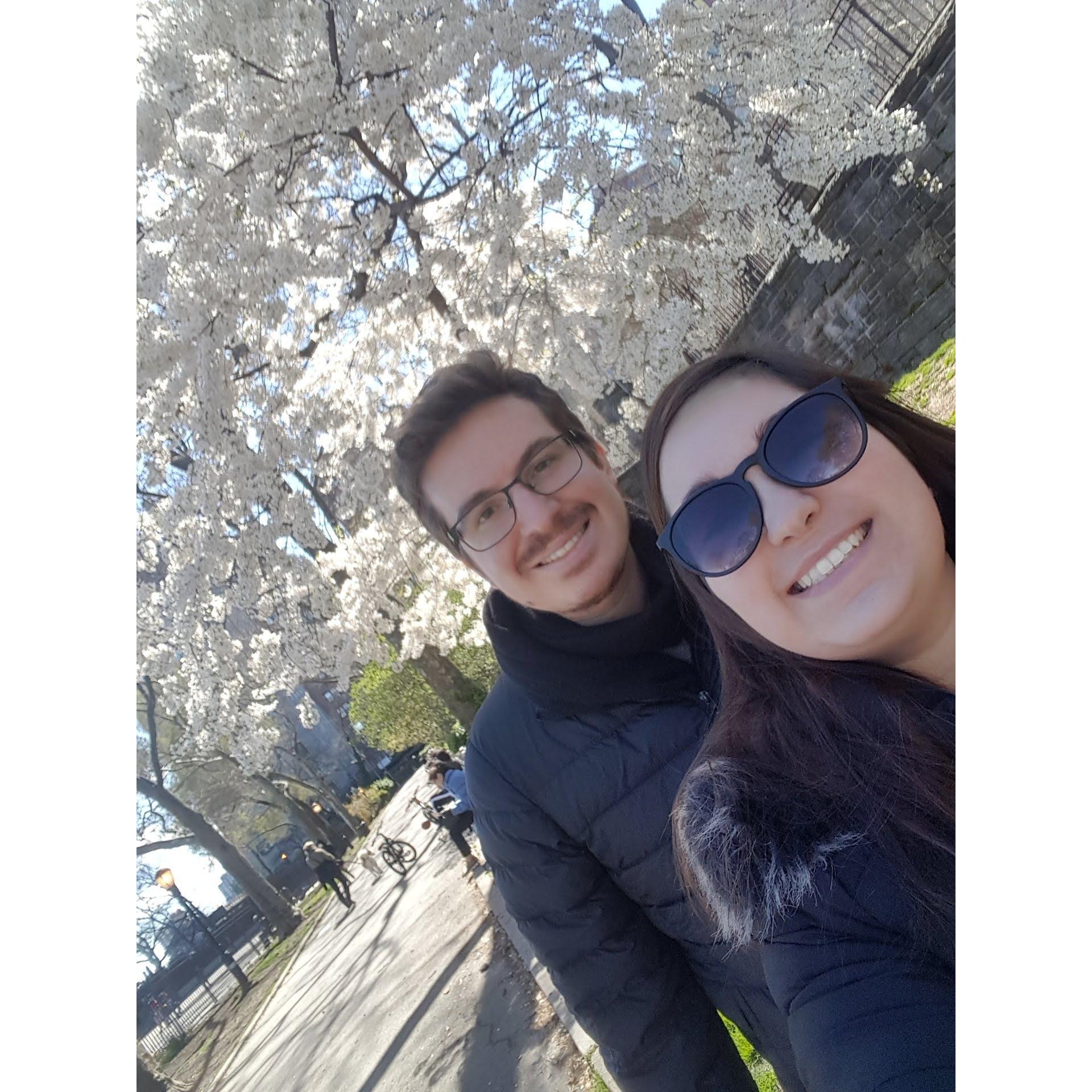 Enjoying Cherry Blossoms