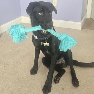 Jasper Toy Fund