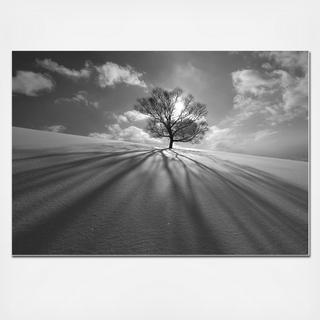 Tree Shadow Wall Art