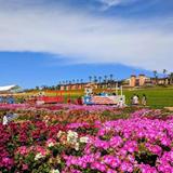 The Flower Fields