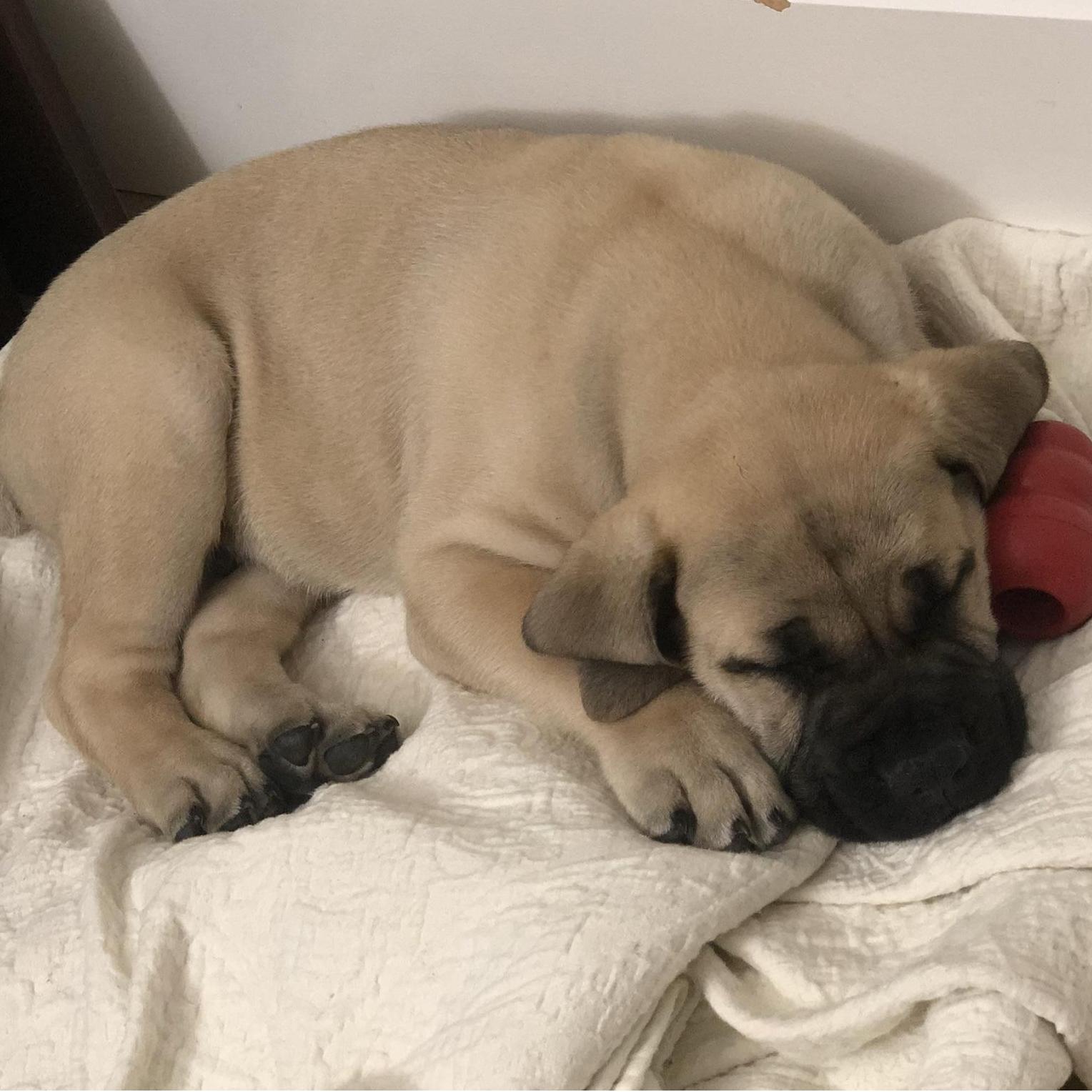Led's first night at home!