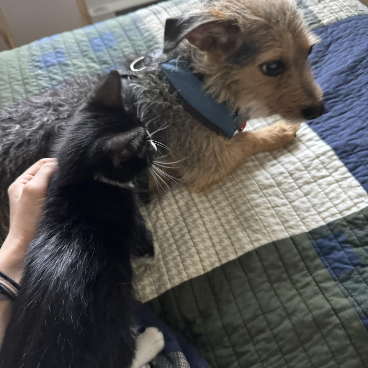 Sig hanging with his Aunt Cricket!