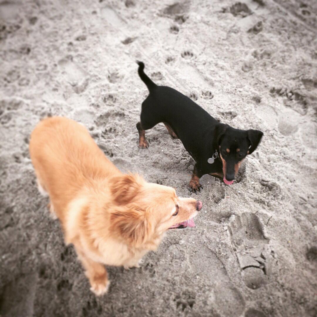 The puppers checking out the beach