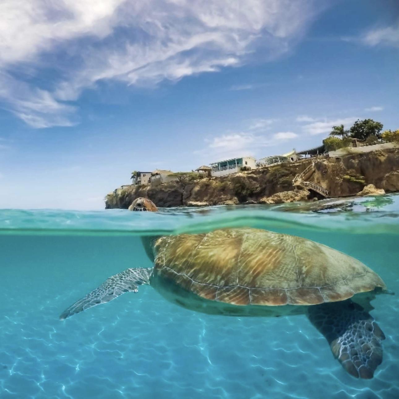 Curacao Caves & Turtle Swim Experience - Honeymoon Excursion
