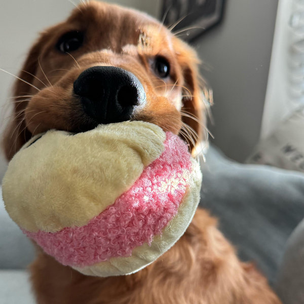 Tequeno's Toy & Treat Fund