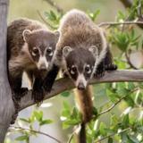 Wild Life Watching At Apache lake