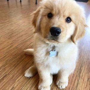 Our Golden Retriever Fund