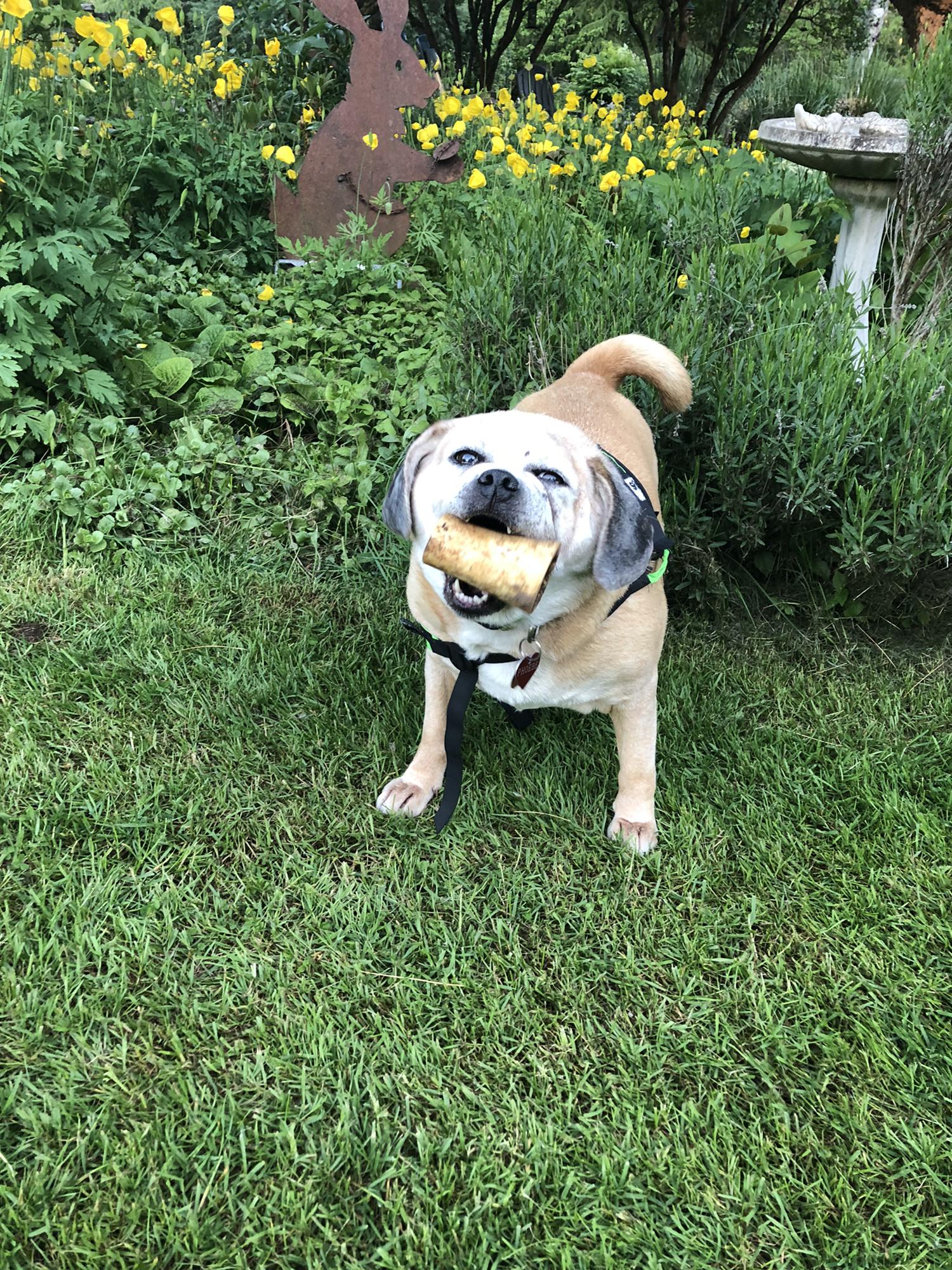 Also present for that proposal living on the property was this beautiful deaf puggle named Phoebe!