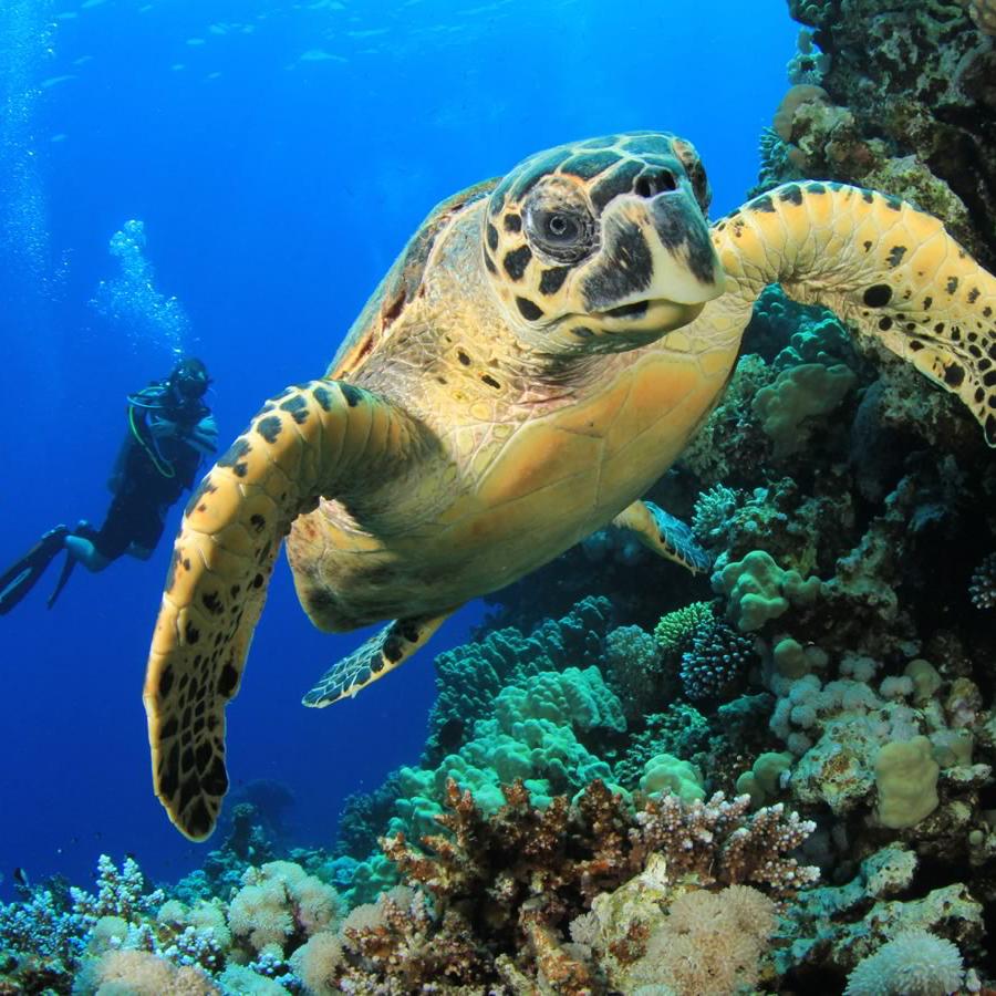Scuba Diving the Maldives on our Honeymoon!