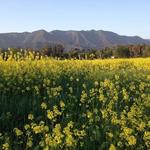 Ojai Meadows Preserve