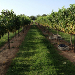 Whistling Duck Vineyards & Winery