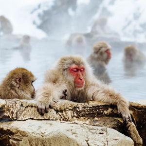 Japanese Onsen (Hot Springs)