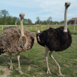 Ostrichland USA