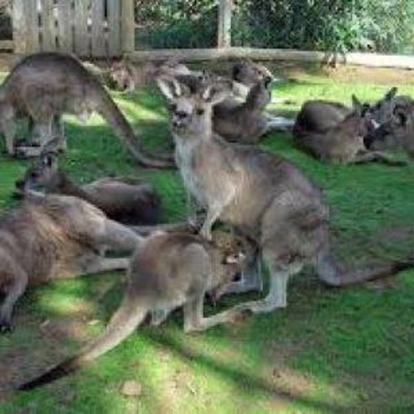 Bonorong Wildlife Sanctuary Admission for 2