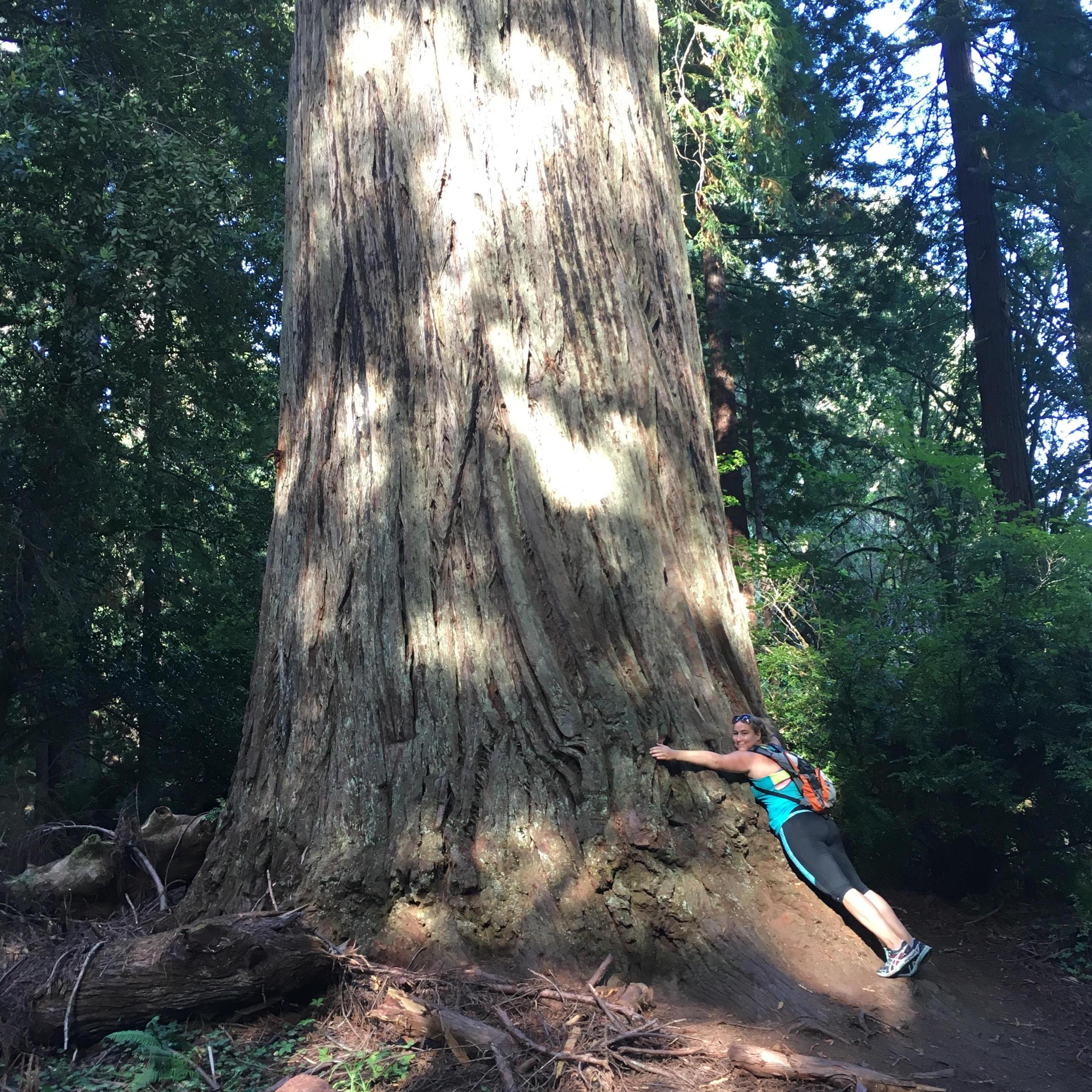 Giant Redwoods, Pacific NW Adventure, 2016