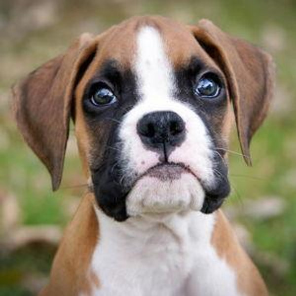 New puppy fund (Tate's little sister named Mango)