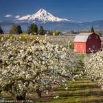 The Gorge White House