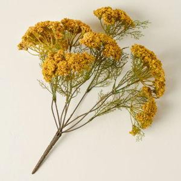 Yellow Queen Anne Lace Bush