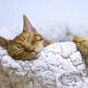 Ofereça um dia inteiro de descanso (sem check-out às 11h)