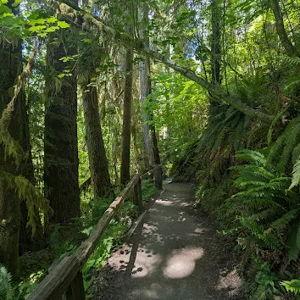 Washington Rainforest Tour