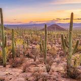 Saguaro National Park