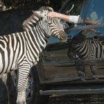 Harmony Park Safari