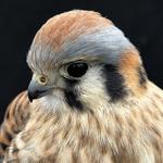 Cascades Raptor Center