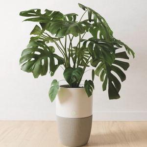 Bloom™ Air Purifier (Cloudy Grey)