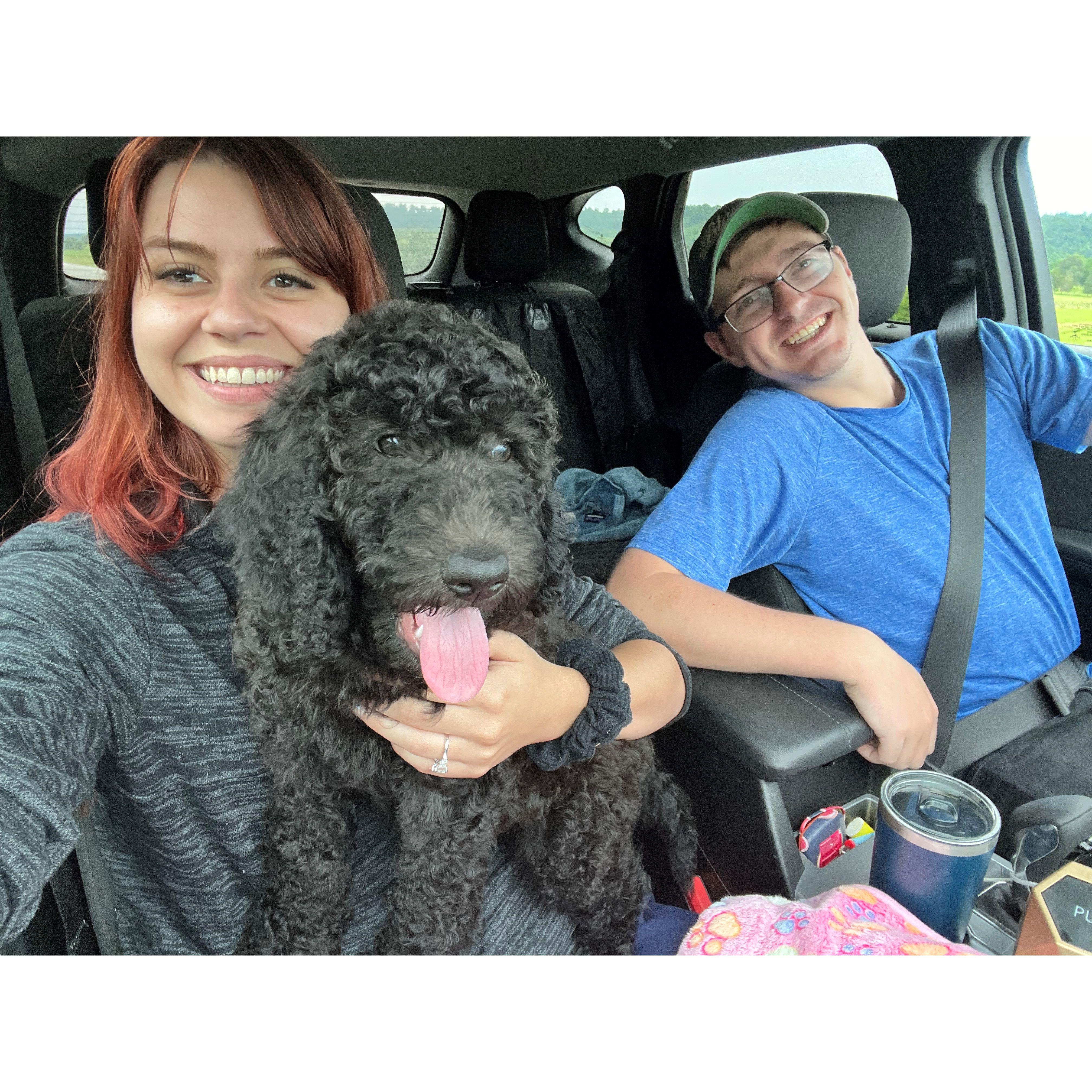The day we got our sweet puppy, Tonks! I miss the days she could sit in my lap with me, though she still tries