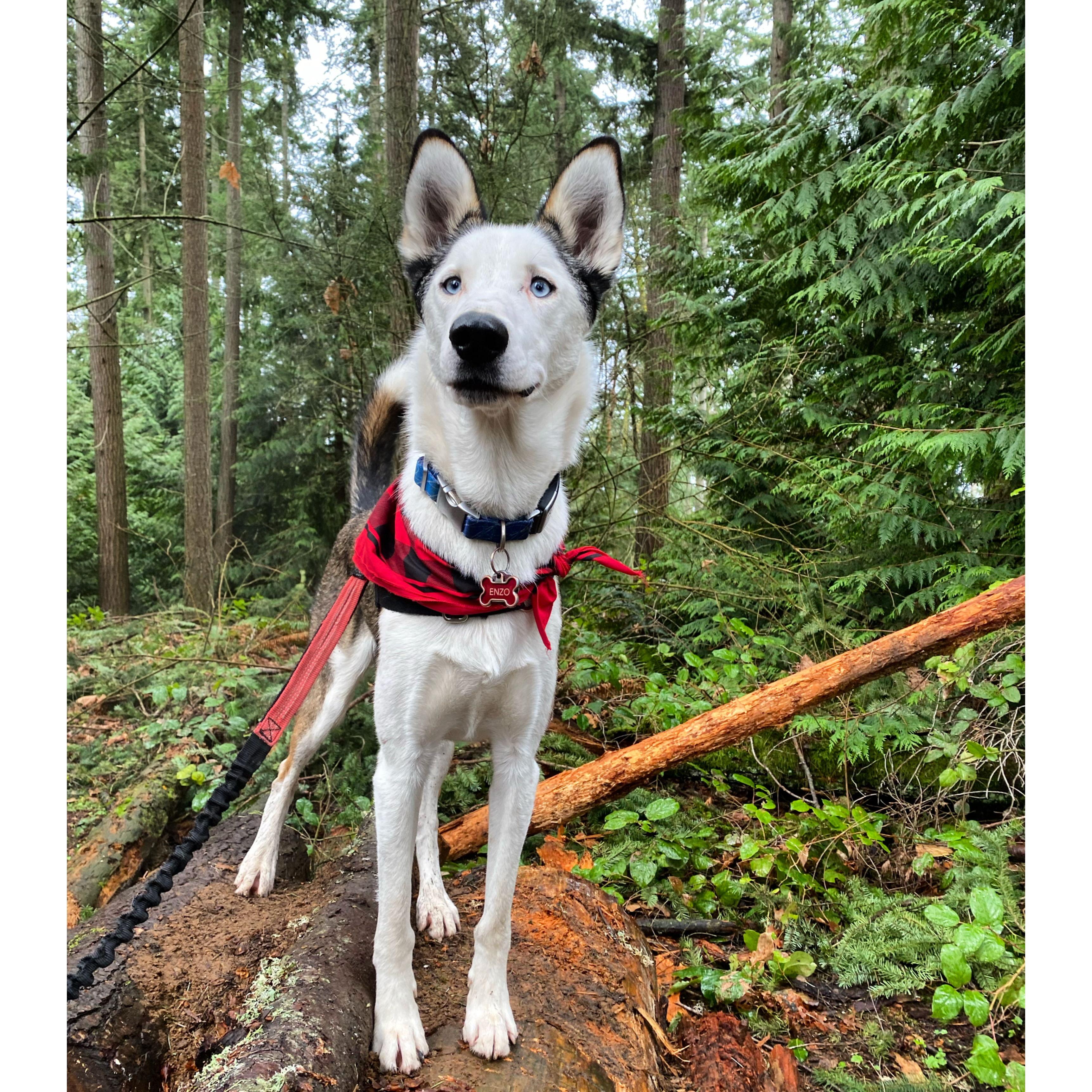 Meet ENZO: Our first rescue pup together!
