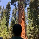 General Sherman Tree