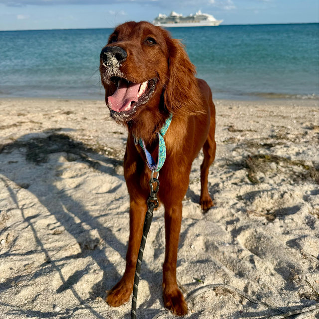 Puppy Training Fund