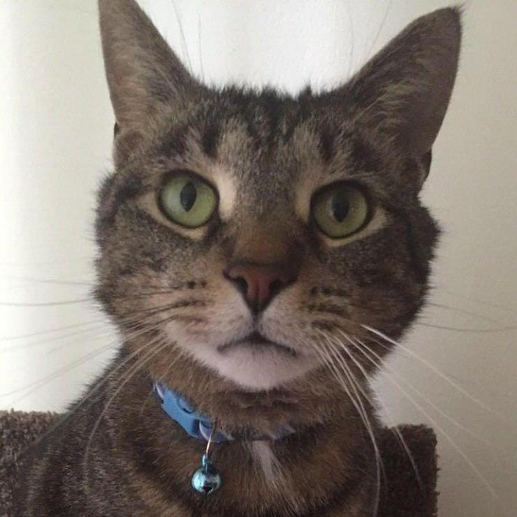 Link - Our first pet together, adopted in 2016. The sweetest boy.