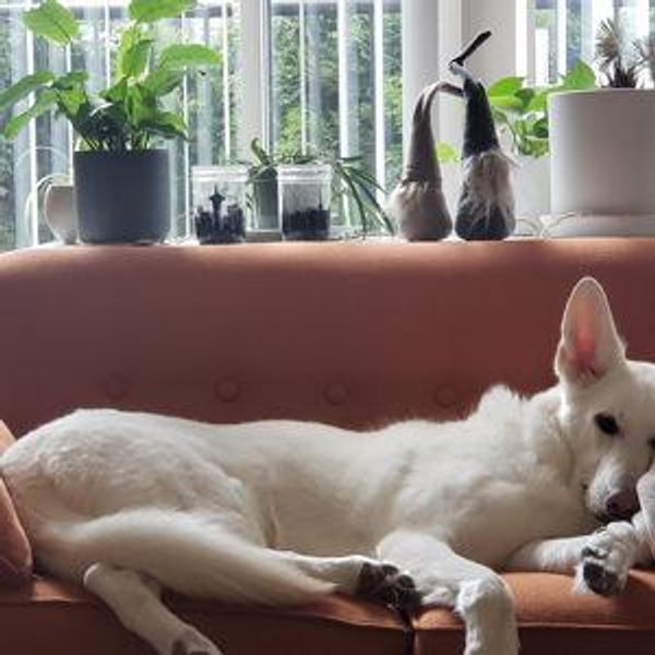 Comforts (home,decor, furniture, etc)