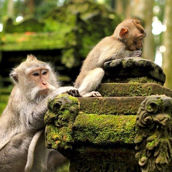 Monkey forest Bali
