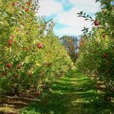 Solebury Orchards