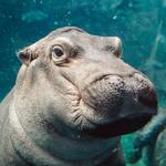 Cincinnati Zoo